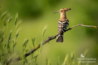 Hoopoe / ©Sergey Panayotov